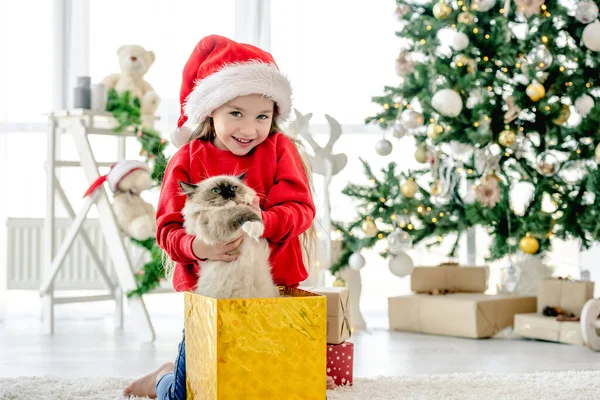 Κορίτσι Παιδί Πάρει Ragdoll Γάτα Έξω Από Κουτί Δώρου Χριστούγεννα — Φωτογραφία Αρχείου