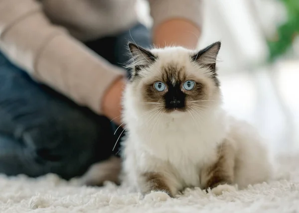 Ragdoll Kočka Úžasnýma Modrýma Očima Sedí Dívá Kameru Zatímco Dívka — Stock fotografie