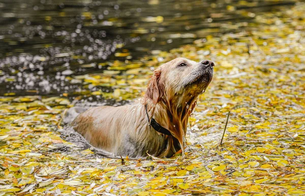 Cazador Perros Perseguidor Oro Húmedo Persigue Estanque Parque Otoño Mascotas — Foto de Stock