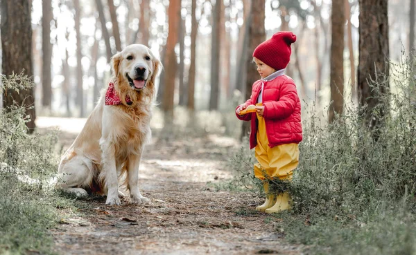 Golden Retriever köpeği olan tatlı bir kız çocuğu sonbahar güneşli ormanda birlikte yürüyor. Güzel bayan çocuk ve doğadaki evcil hayvan portresi.