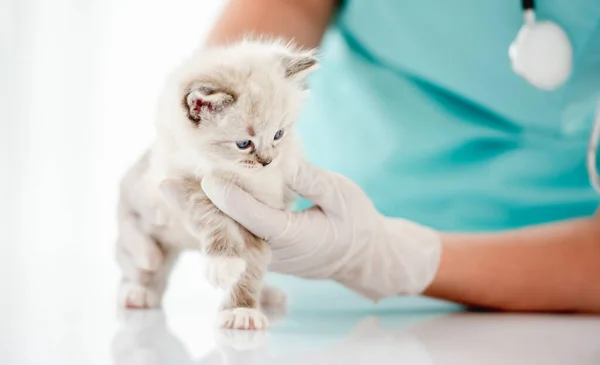 Słodki Futrzany Kociak Stojący Przy Stole Medycznym Podczas Badania Klinice — Zdjęcie stockowe