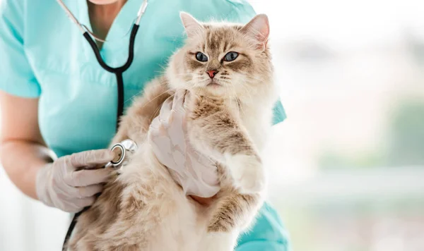 Veteriner Kadın Mavi Gözlü Tüylü Bir Oyuncak Kedi Tutuyor Veteriner — Stok fotoğraf