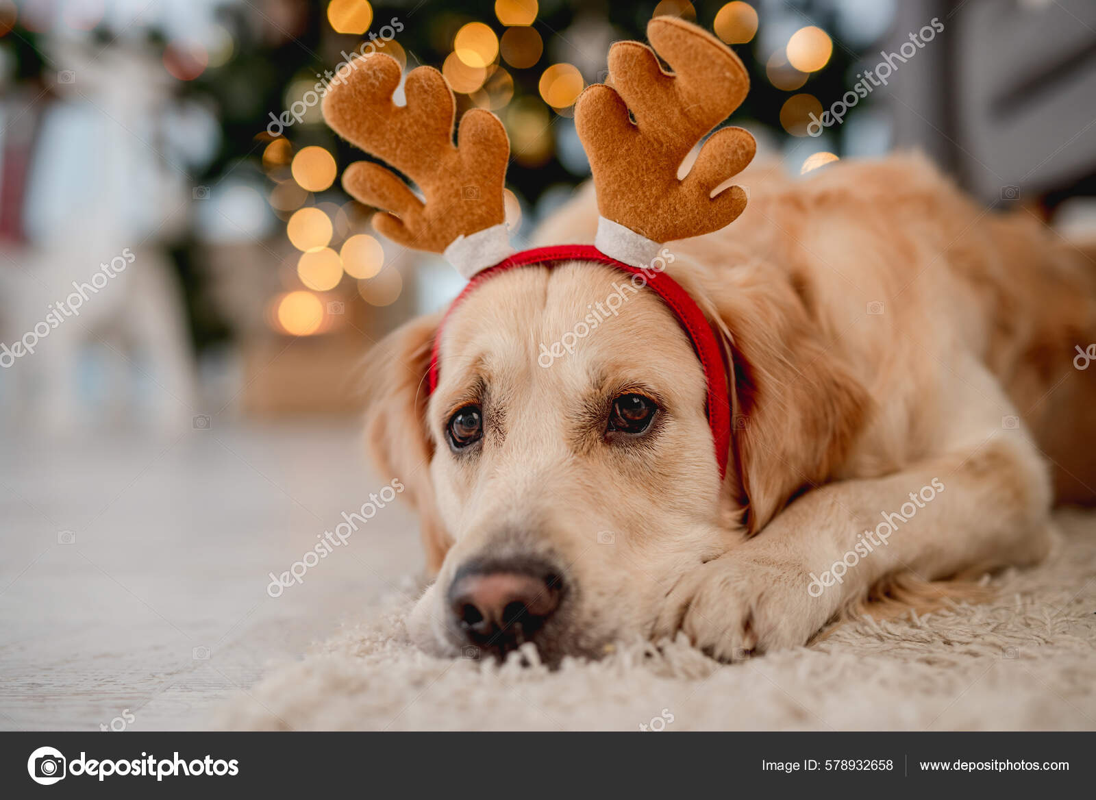 Golden Retriever Dog Wearing Festive Costume Lying Carpet Christmas Time Stock Photo tan4ikk 578932658