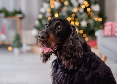 İskoç setter köpeği arka planda ışıklandırılmış noel ağacıyla evde yerde yatıyor.