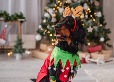 Evde süslenmiş Noel ağacının yanında boynuzlarıyla yerde dinlenen Elf kostümlü İskoç köpek.