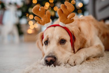 Noel zamanı dekore edilmiş odada halıya uzanmış festival kostümü giyen Golden retriever köpeği.