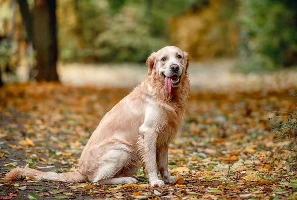 Golden retriever köpeği sonbahar parkında sarı yaprakların üzerinde oturuyor ve kameraya bakıyor. Açık havada sevimli safkan köpek yavrusu.