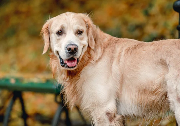Golden Retriever Hund Promenader Höstparken Söt Renrasig Hund Husdjur Utomhus — Stockfoto