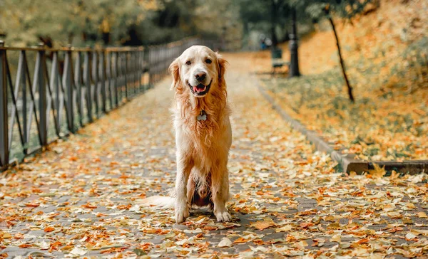 Golden Retriever Hund Sitzt Herbst Park Mit Abgefallenen Gelben Blättern — Stockfoto