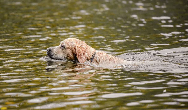 Golden Retriever Dog Hunter Chases Pond Autumn Park Pet Doggy — Stock Photo, Image