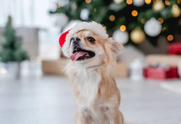 Chihuahua Kutya Télapó Kalap Áll Padlón Mellett Díszített Karácsonyfa Otthon — Stock Fotó