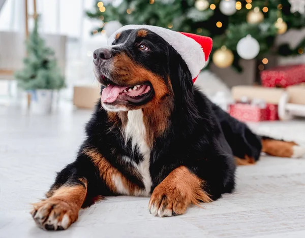 Bernese Mountain Dog Santa Hat Ξαπλωμένος Κοντά Φωτισμένο Χριστουγεννιάτικο Δέντρο — Φωτογραφία Αρχείου