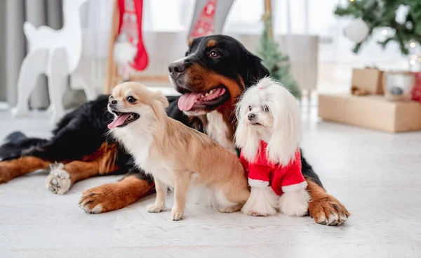 Chihuahua Bernese Fjällhund Och Maltesisk Hund Tomtedräkt Nära Dekorerad Julgran — Stockfoto
