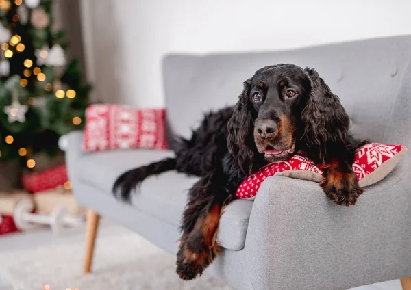Σκωτσέζικο Σκυλί Setter Βρίσκεται Στον Καναπέ Δίπλα Στο Εορταστικό Χριστουγεννιάτικο — Φωτογραφία Αρχείου