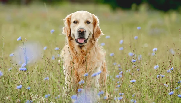 Golden Retriever Köpeği Yaz Yürüyüşü Sırasında Kameraya Bakıyor Şirin Köpek — Stok fotoğraf