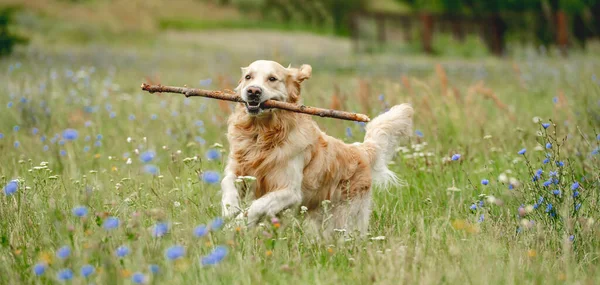 Leuke Golden Retriever Hond Loopt Met Stok Mond Buiten — Stockfoto