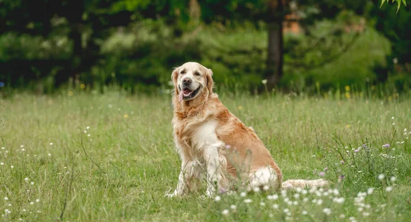 Golden Retriever Perro Mirando Cámara Durante Paseo Verano Aire Libre — Foto de Stock
