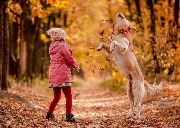 Preteen Girl Kid Golden Retriever Dog Playing Yellow Leaves Autumn — Stok fotoğraf