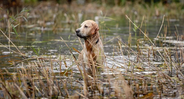 Golden Retriever Dog Hunter Chases Pond Autumn Park Wet Pet — Stock fotografie
