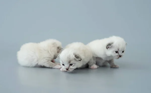 Three Fluffy Ragdoll Kittens Sitting Together Isolated Light Blue Background — Stockfoto