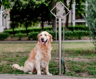 Golden retriever köpeği caddede oturuyor ve dükkanının yakınında bekliyor. Tonk dışarıda ve geriye bakıyor. Safkan evcil köpek labradoru şehir dışında.