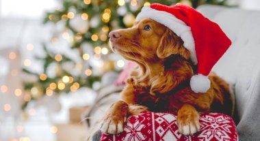 Noel zamanı Noel Baba şapkası takan Toller av köpeği evde kanepeye uzanmış, yılbaşı şenlikli süsleme ağacı ve ışıkları var. Köpekçik ve Xmas atmosferi