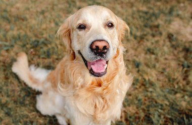 Golden Retriever köpeği dışarıda çimenlerde dinleniyor. Safkan köpek labradoru. Tonik dışarıda, doğada yatıyor.