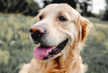Golden Retriever köpeği dışarıda çimenlerde dinleniyor. Safkan köpek labradoru. Tonik dışarıda, doğada yatıyor.