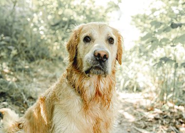 Golden Retriever köpeği dışarıda çimenlerde dinleniyor. Safkan köpek labradoru. Tonik dışarıda, doğada yatıyor.