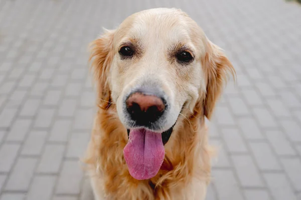 Golden Retriever Dog Sitting Street Looking Back Purebred Pet Doggy — 스톡 사진