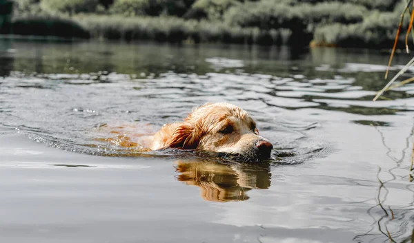 Golden Retriever Perro Cazador Persigue Estanque Parque Otoño Mascota Labrador — Foto de Stock