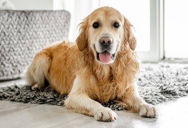 Golden retriever dog lying on fluffy carpet at home. Adorable pet doggy in light room looking at camera
