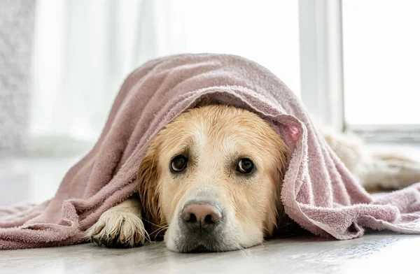 Golden Retriever Dog Lying Blanket Home Adorable Pet Doggy Light — Stok fotoğraf