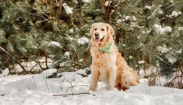 Kışın Golden Retriever Köpeği Sopayla Karda Oynuyor Dışarıda Ormanda Soğuk — Stok fotoğraf