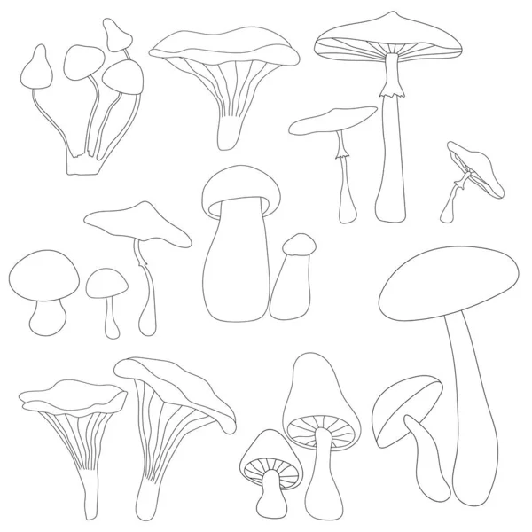 Mushrooms Graphic Vector Illustration Amanita Champignon Fall Forest Plant Cap — Stock vektor