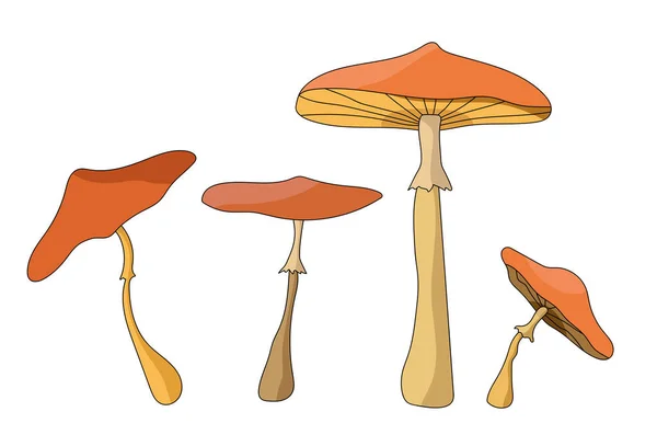 Mushrooms Vector Illustration Fall Forest Boletus Amanitas — Stock vektor