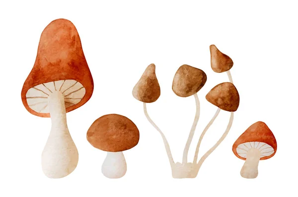 Mushrooms Watercolor Vector Set Illustration Fall Forest Boletus Collection Aquarelle — ストックベクタ