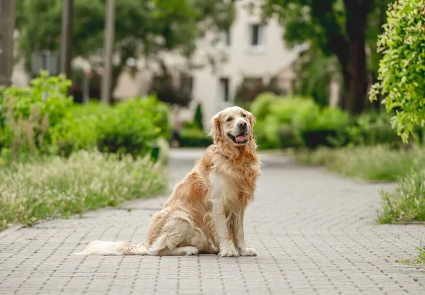 Golden Retriever Dog Sitting Street Looking Back Purebred Pet Doggy — Stockfoto