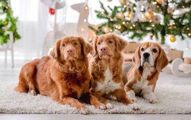 Toller retrievers and beagle dog in Christmas time lying on floor in decorated New Year home. Purebred pet doggies posing in Xmas festive room