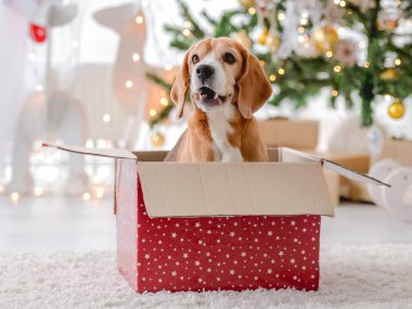 Beagle dog in Christmas time sitting in gift box and looking at camera in decorated room with New Year festive tree. Doggy pet in Xmas home atmosphere with present