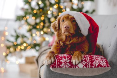 Noel zamanı Noel Baba şapkası takan Toller av köpeği evde kanepeye uzanmış, yılbaşı şenlikli süsleme ağacı ve ışıkları var. Köpekçik ve Xmas atmosferi
