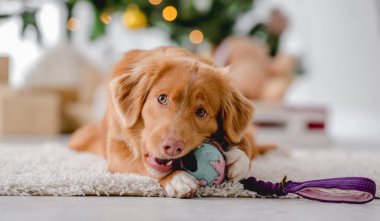 Yılbaşı zamanı Toller Retriever köpeği evde yerde yatıyor ve arka planda yeni yıl için dekorasyon ışıkları var. Köpekçik ve Xmas atmosferi