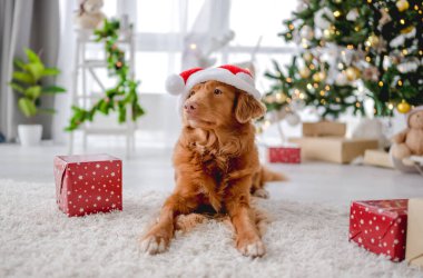 Noel zamanı Noel Baba şapkası takan Toller Retriever köpeği yeni yıl dekorasyonu, ışıkları ve hediyeleriyle rahat bir evde yerde yatıyor. Köpek yavrusu ve sihirli Xmas atmosferi