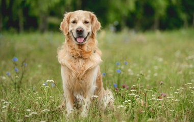 Golden Retriever köpeği yaz yürüyüşü sırasında kameraya bakıyor. Şirin köpek labradoru yeşil çimenlerde oturuyor.