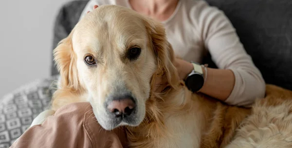 Golden Retriever Köpeğini Evde Seven Bir Kız Kanepede Oturan Evcil — Stok fotoğraf