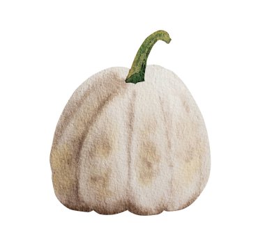 Beyaz arkaplanda suluboya balkabağı çizimi. Sonbahar sebze akvaryumu resmi