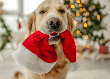 Noel zamanı Noel Baba şapkasını Noel Baba 'nın ağzında tutan Golden retriever köpeği süslü bir odada Noel ağacı ile. Yılbaşı tatilinde ışıkları olan köpek yavrusu.