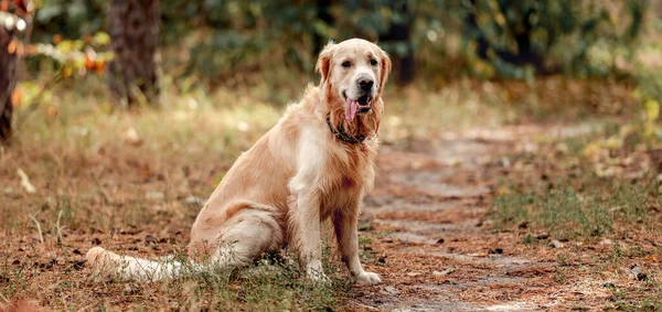 Golden Retriever Hond Zitten Kijken Naar Camera Het Bos Leuke — Stockfoto