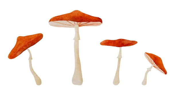 Иллюстрация Грибов Акварелью Fall Forest Boletus Amanitas Aquarelle Design — стоковое фото