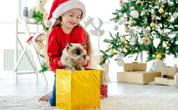 Κορίτσι Παιδί Πάρει Ragdoll Γάτα Έξω Από Κουτί Δώρου Χριστούγεννα — Φωτογραφία Αρχείου